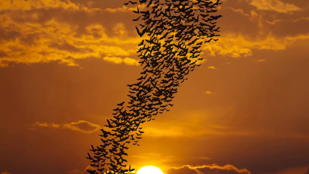 O que significa quando há morcegos voando pela sua casa ou jardim à noite e por que isso é bom