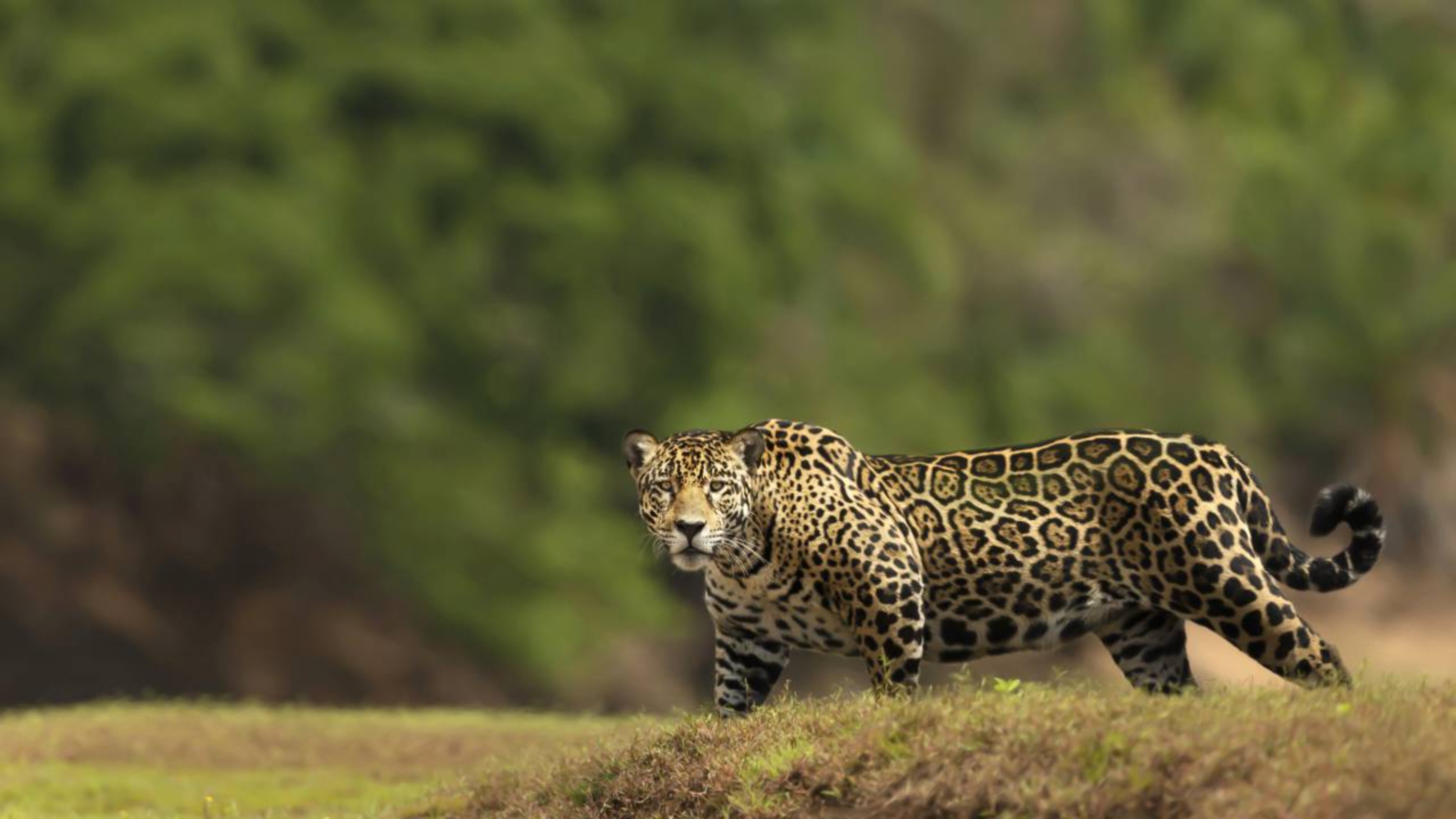 Onça-pintada ladrona chega de mansinho perto de pescador: “liga esse barco, Zé”