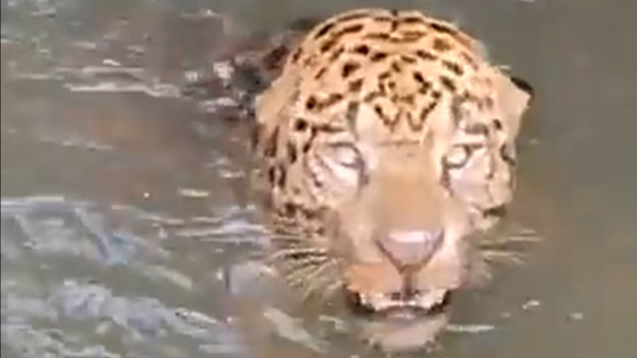 Onça-pintada é resgatada dentro de canal de uma usina elétrica em Juscimeira, MT