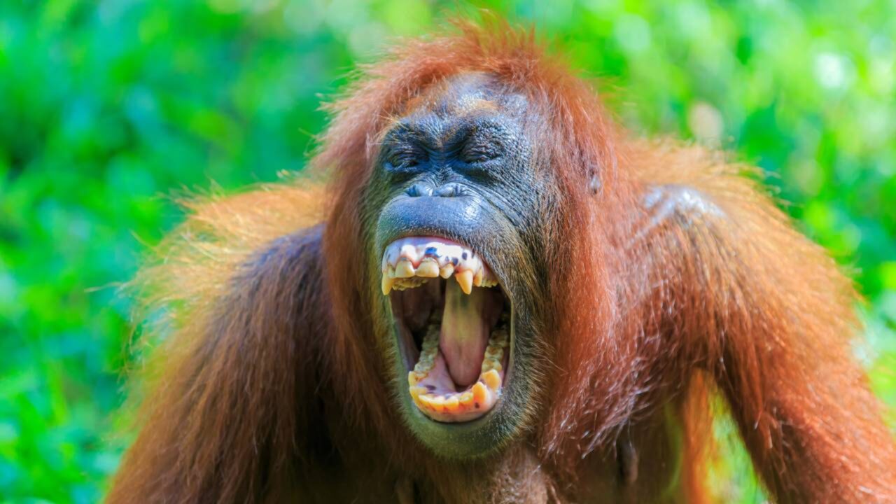 Orangotango macho dominante ataca fotógrafo de vida selvagem durante encontro na selva de Bornéu