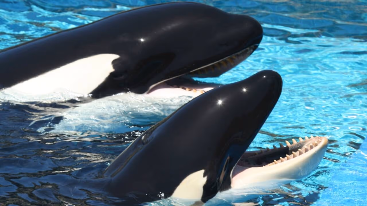 Orcas podem ser além de grandes caçadoras, canibais, aponta estudo