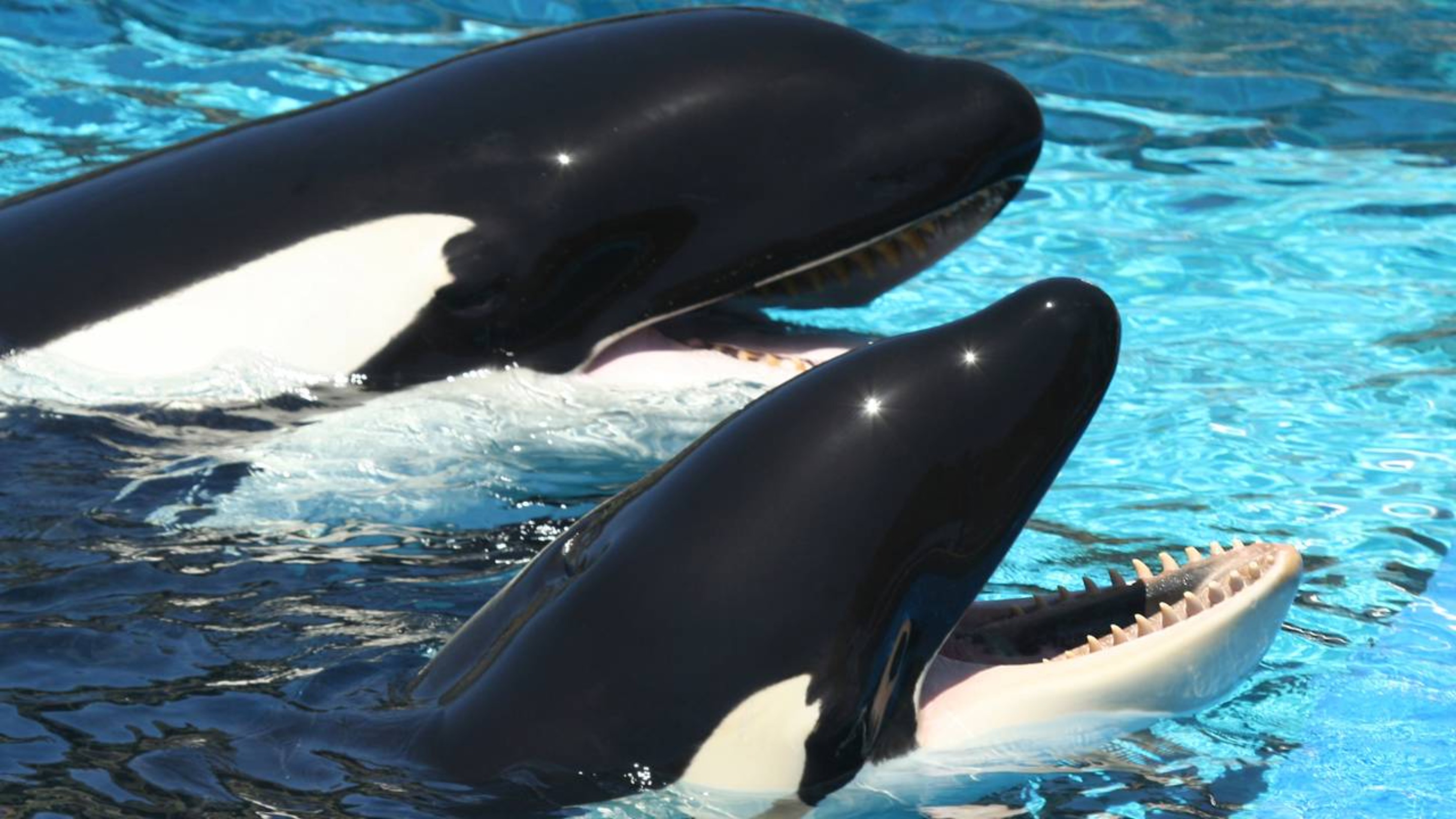 Orcas podem ser além de grandes caçadoras, canibais, aponta estudo
