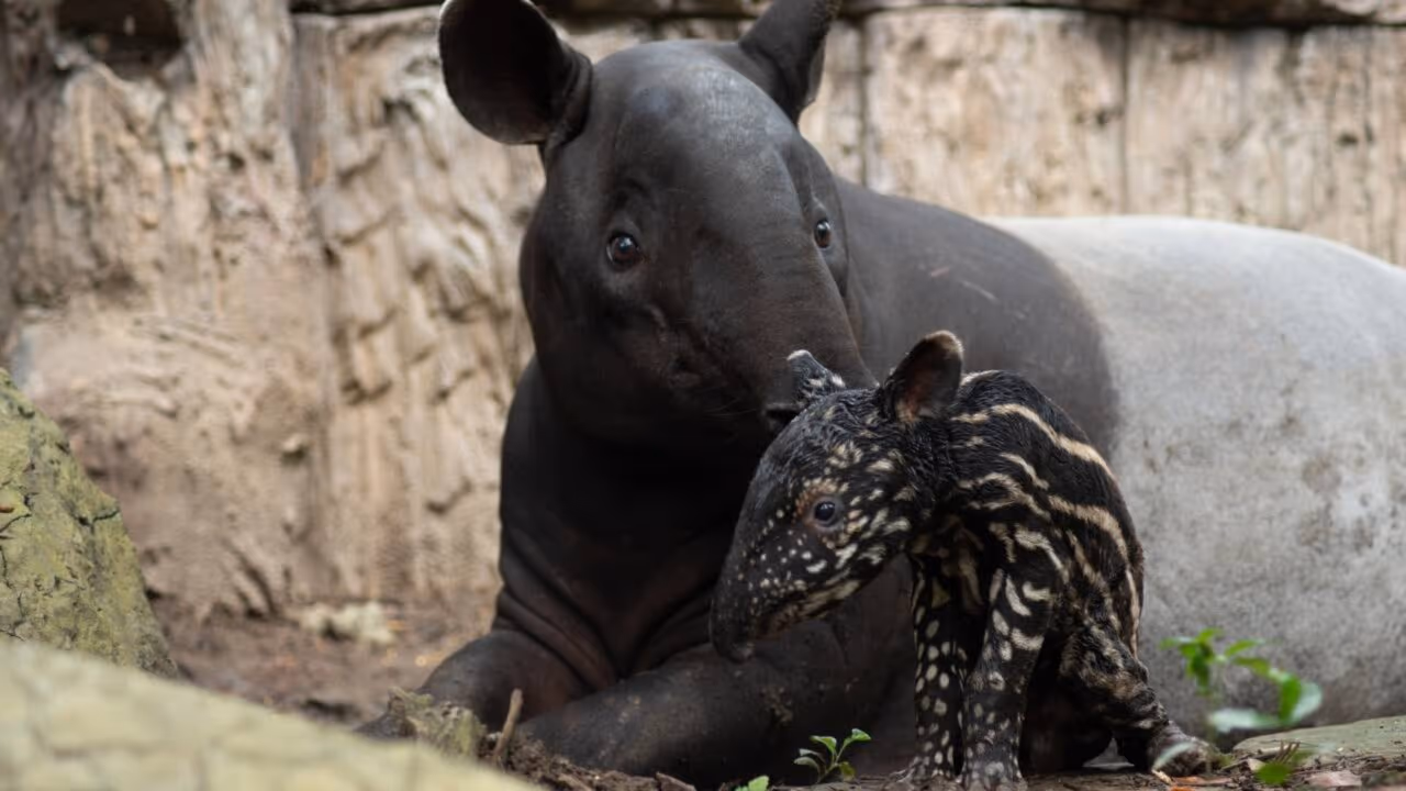País faz história com o nascimento de animal ameaçado: há 20 anos lutam pela sua conservação