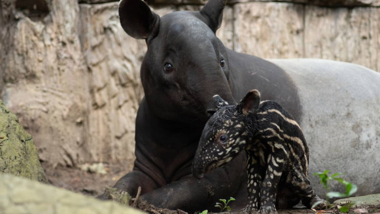 País faz história com o nascimento de animal ameaçado: há 20 anos lutam pela sua conservação