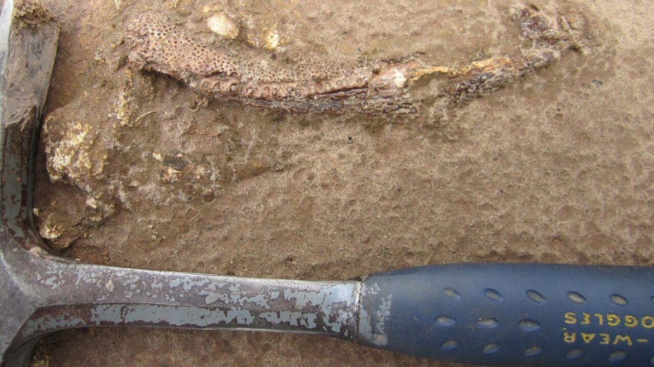 Paleontólogos encontram fóssil de criatura ‘estranha’ com mandíbula torcida e dentes de lado