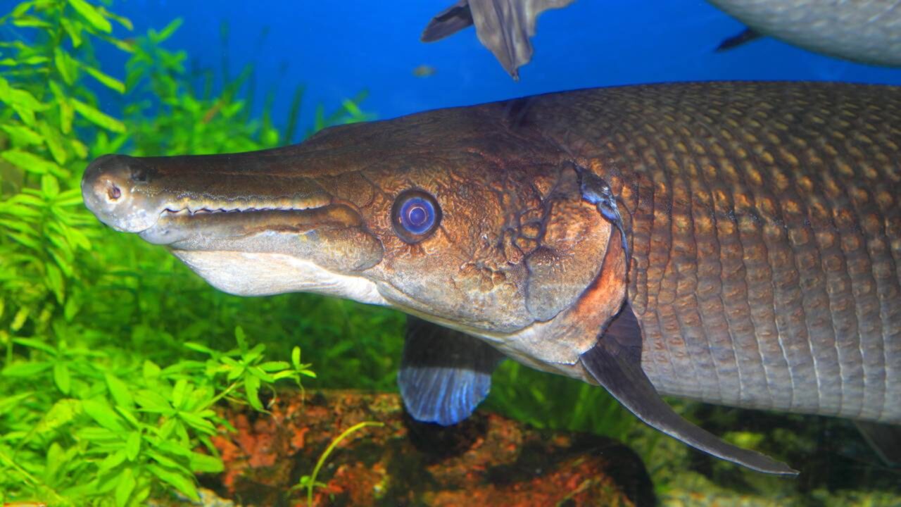 Pescador captura peixe-jacaré de mais de 2 metros e 70 kg e ganha destaque entre praticantes de pesca esportiva