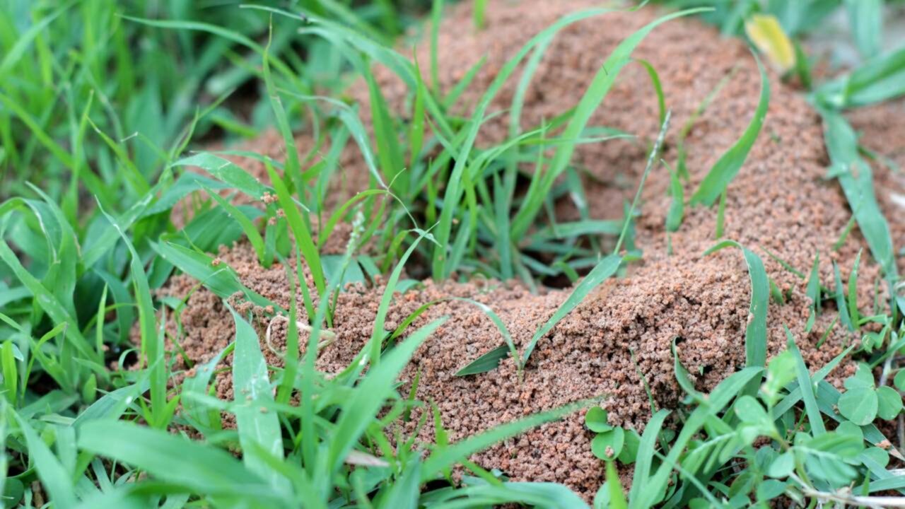 Pesquisadores incrédulos com descoberta de um menino de 8 anos que pode mudar a ciência para sempre