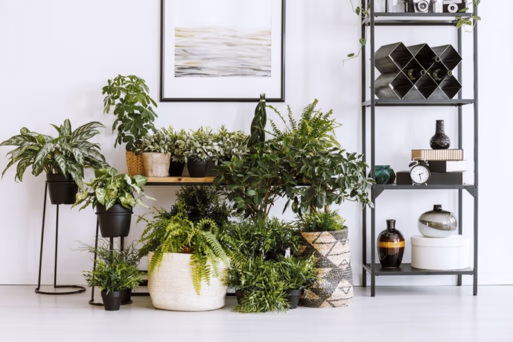 5 dicas para transformar os ambientes com plantas na decoração