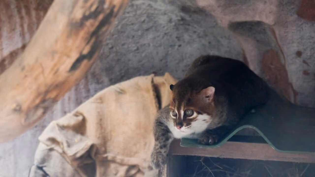 Após 30 anos, gato selvagem é registrado oficialmente no país
