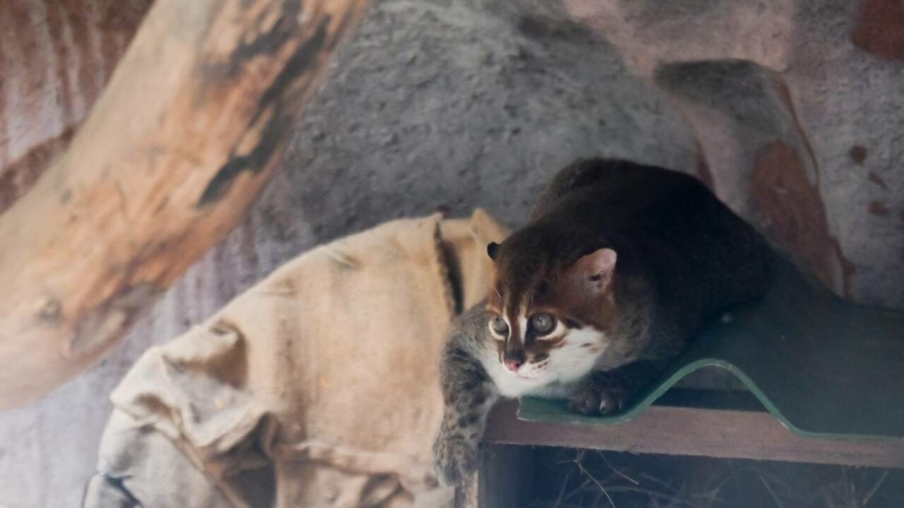 Após 30 anos, gato selvagem é registrado oficialmente no país
