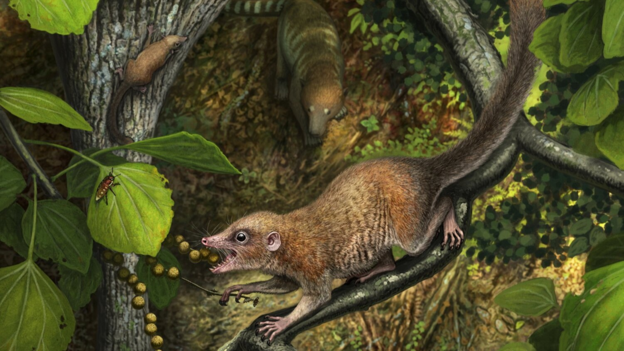 O Purgatorius é um ser que precede até mesmo os primatas que evoluiram para humanos - Créditos: Andrey Atuchin