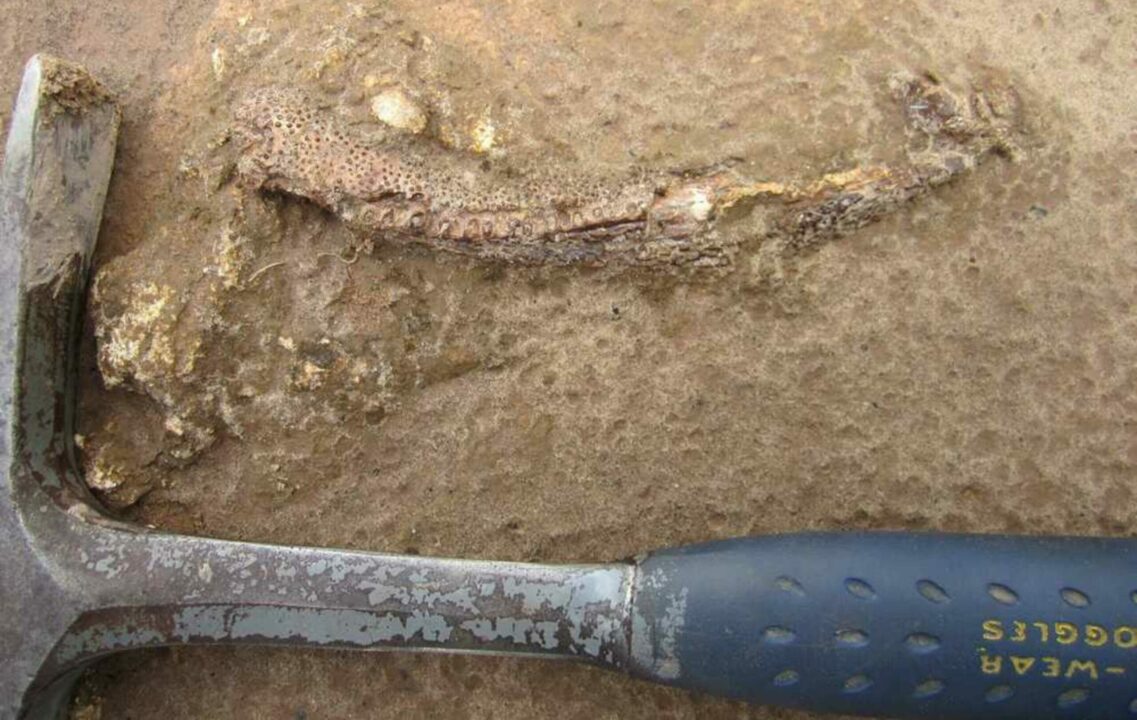 O estranho fóssil de mandíbula torta descoberto na Amazônia