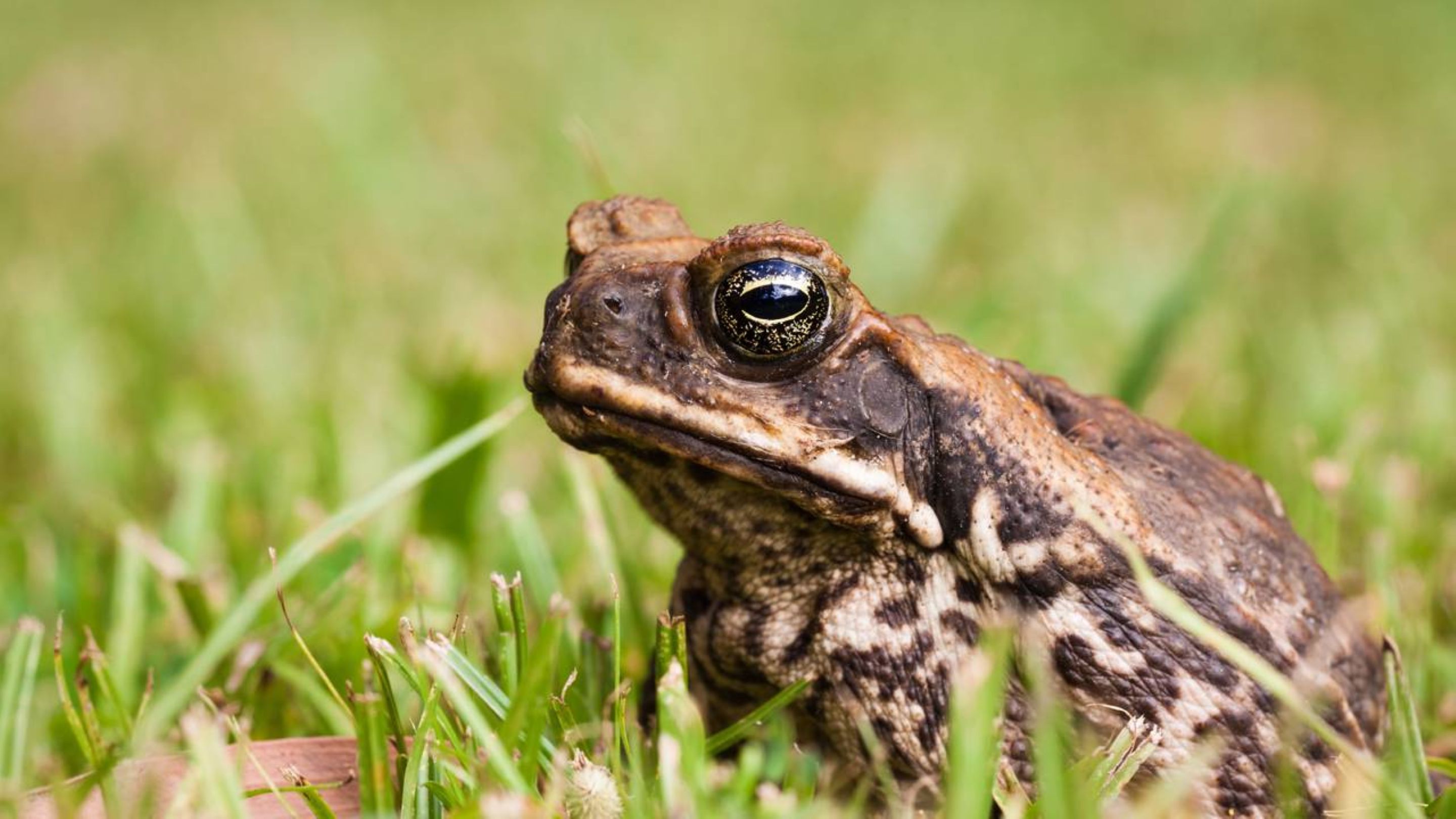 O que significa quando sapos começam a aparecer no seu quintal?