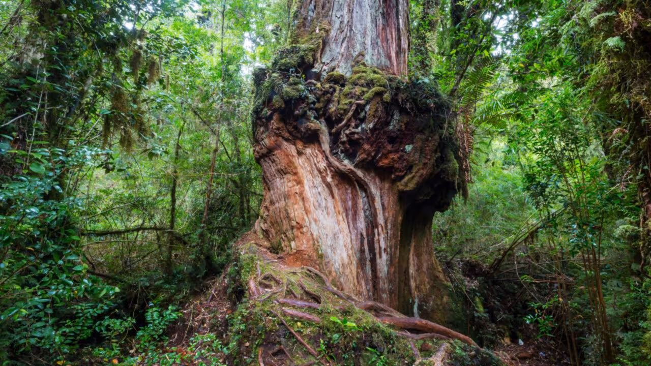 Segunda árvore mais velha do mundo fica na Argentina: tem 50 metros de altura e 2.630 anos