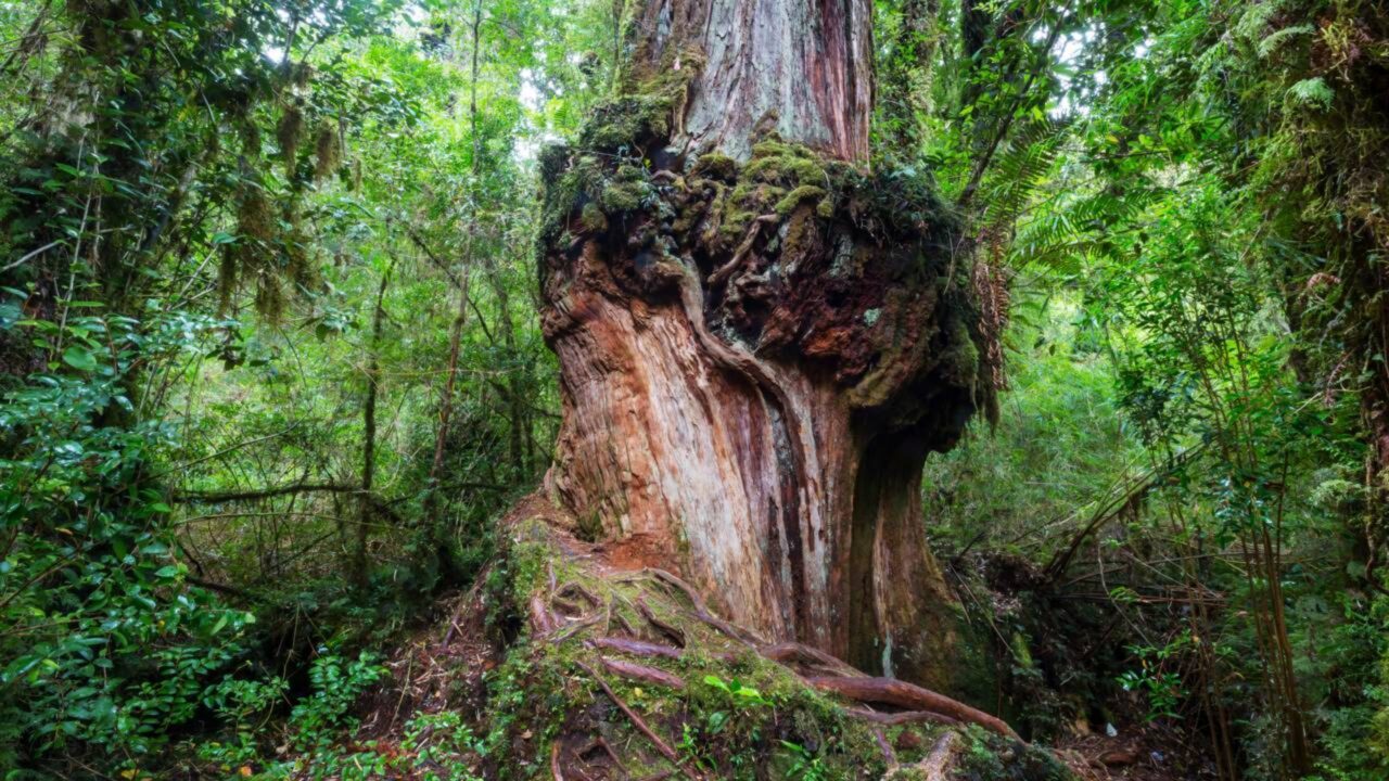 Segunda árvore mais velha do mundo fica na Argentina: tem 50 metros de altura e 2.630 anos