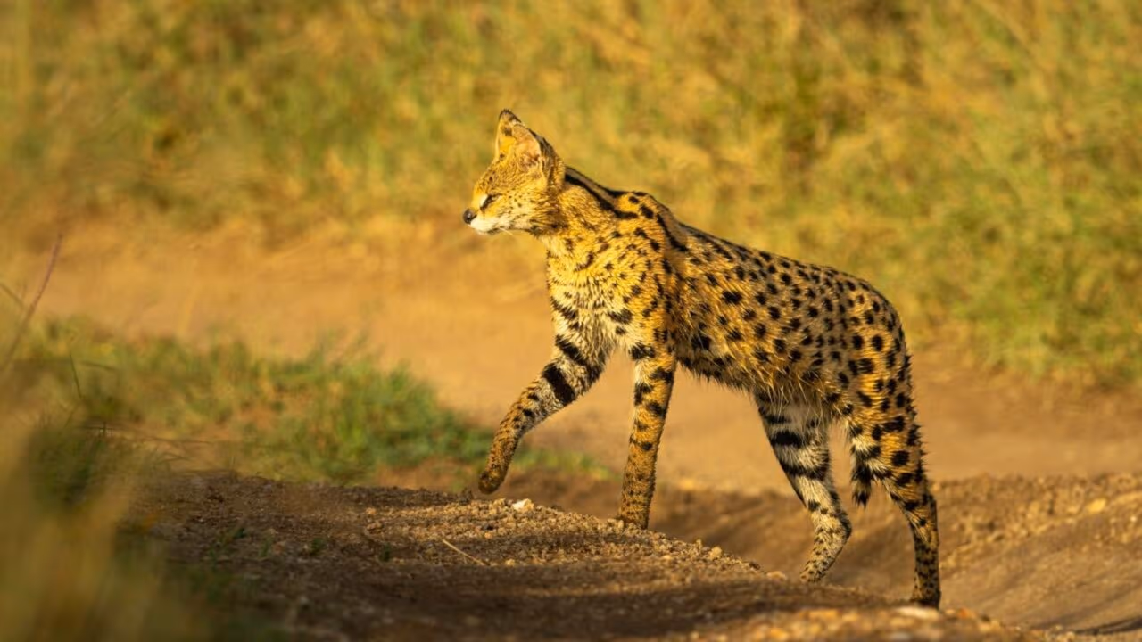 Por que quase metade dos servais de Tsavo são negros?