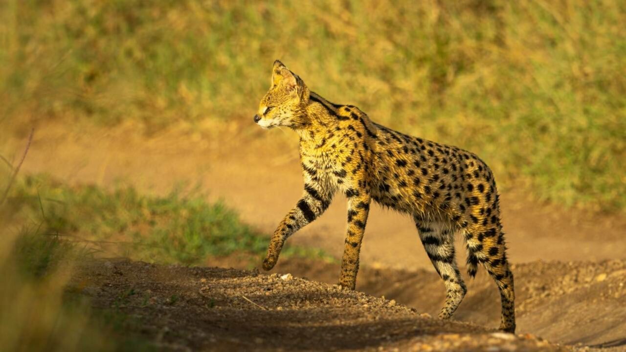 Por que quase metade dos servais de Tsavo são negros?