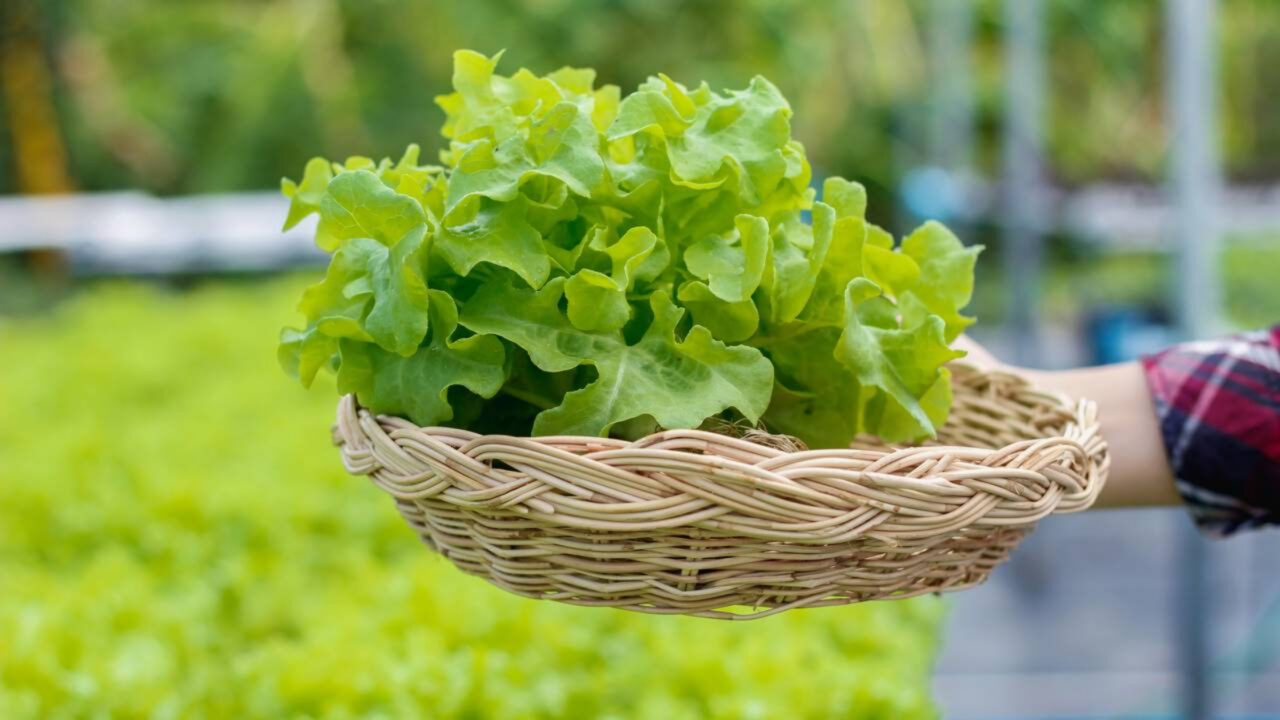 Sistema de horta para alimentar a família o ano todo está ajudando muitas pessoas a produzir comida em casa