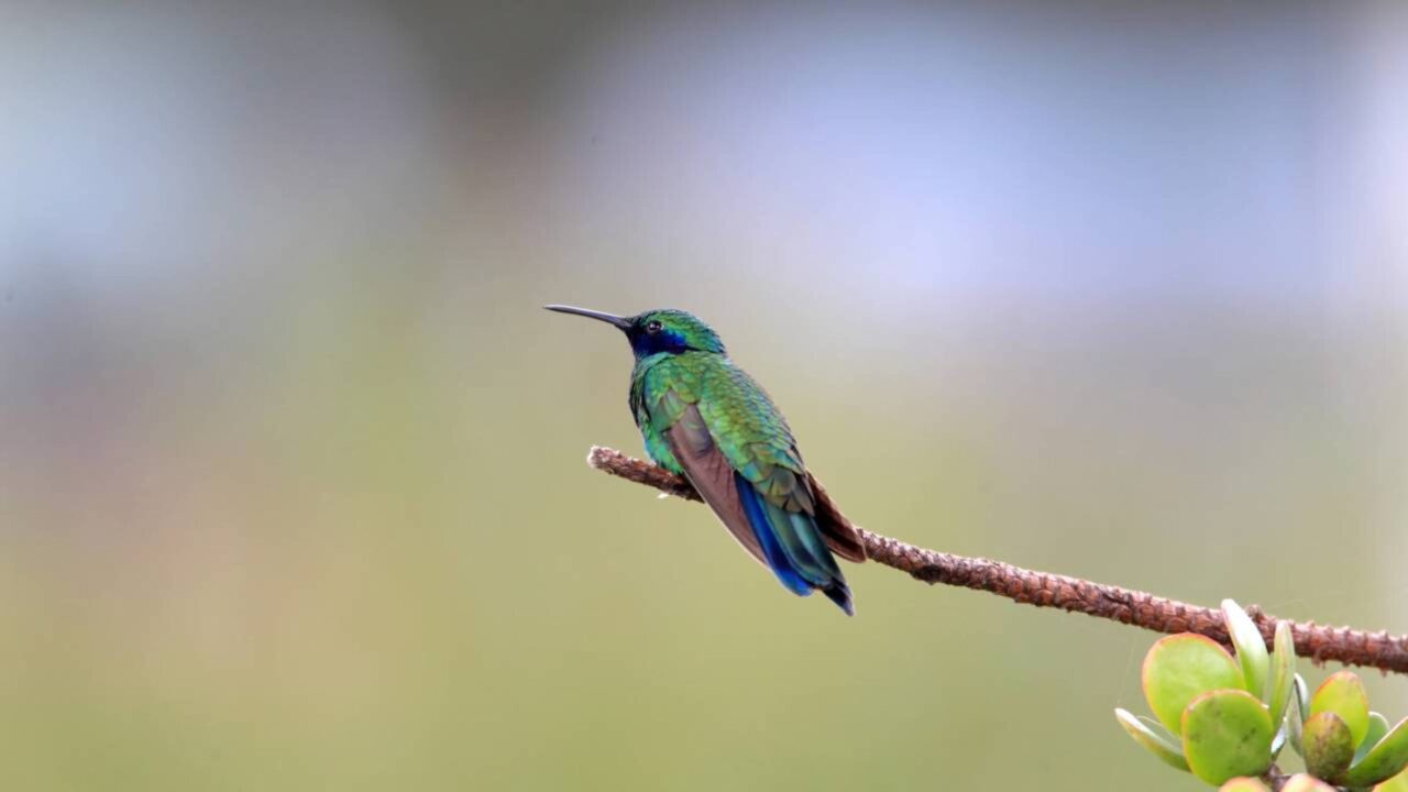 Beija-flor-violeta, o gigante dos colibris que parece ter “orelinhas”