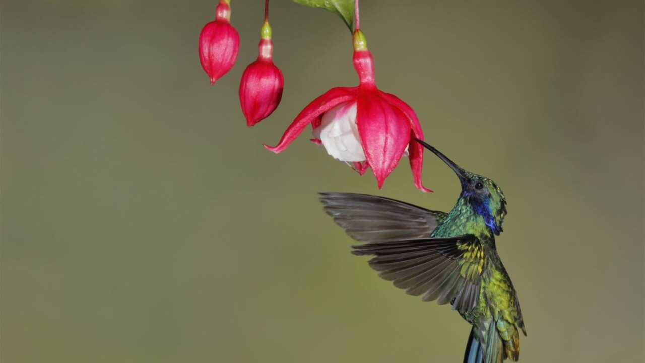 Beija-flor-violeta, o gigante dos colibris que parece ter "orelinhas"