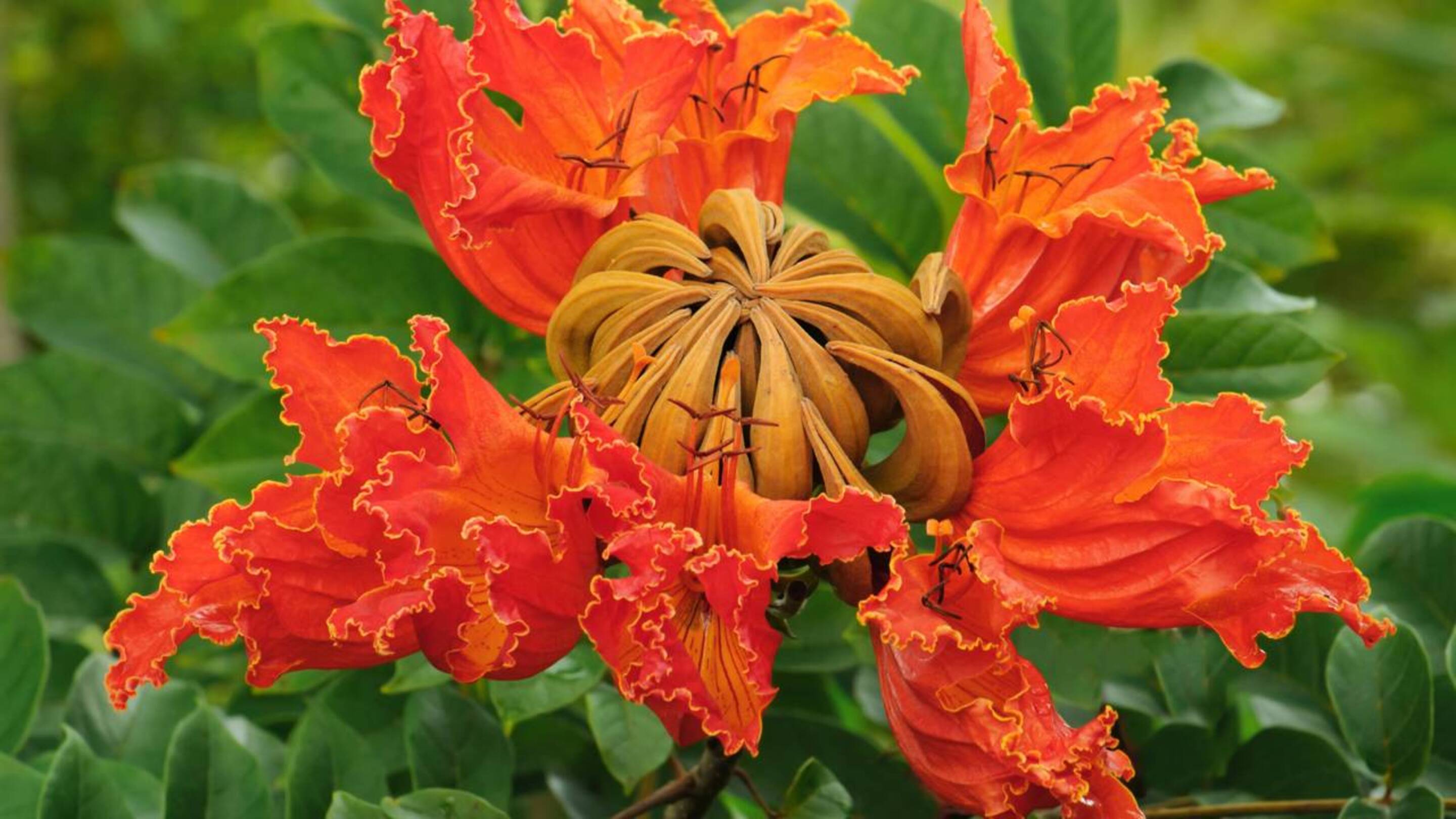 Plantas proibidas no Brasil que muita gente nem imagina que não podem ser cultivadas