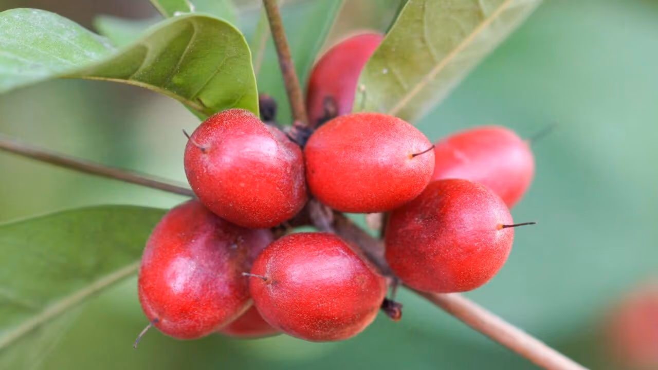 Fruta-milagrosa devolve o prazer de comer aos pacientes com câncer