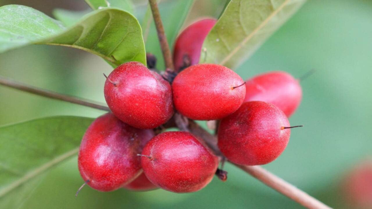 Fruta-milagrosa devolve o prazer de comer aos pacientes com câncer