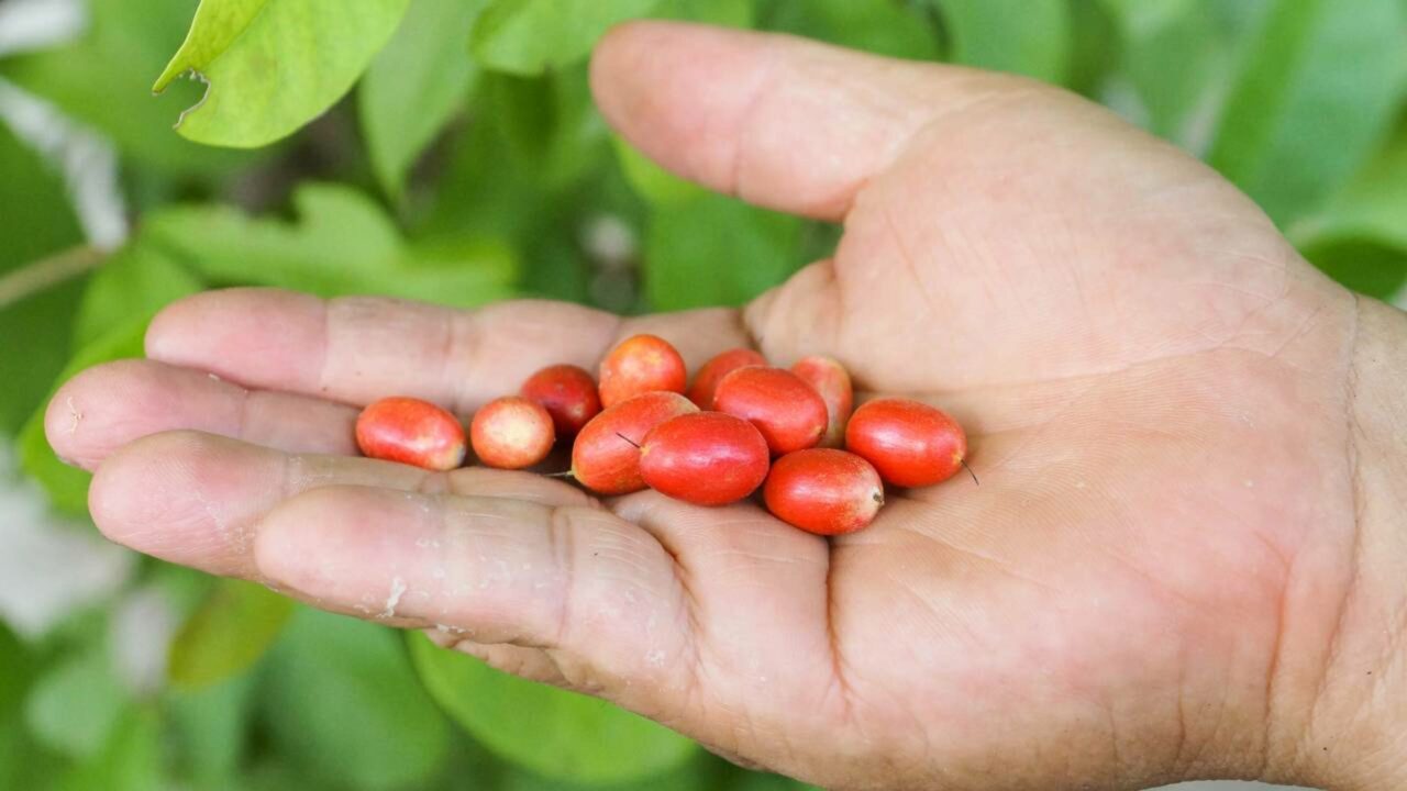 Fruta-milagrosa devolve o prazer de comer aos pacientes com câncer