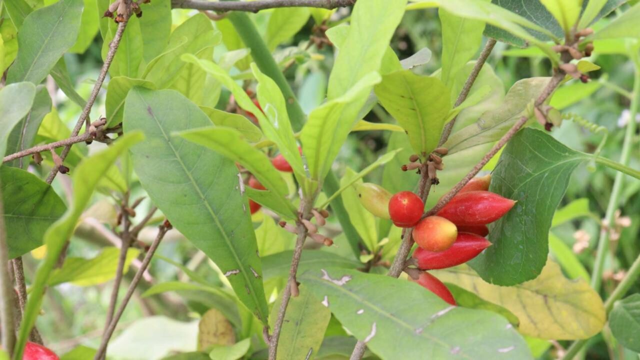Fruta-milagrosa devolve o prazer de comer aos pacientes com câncer