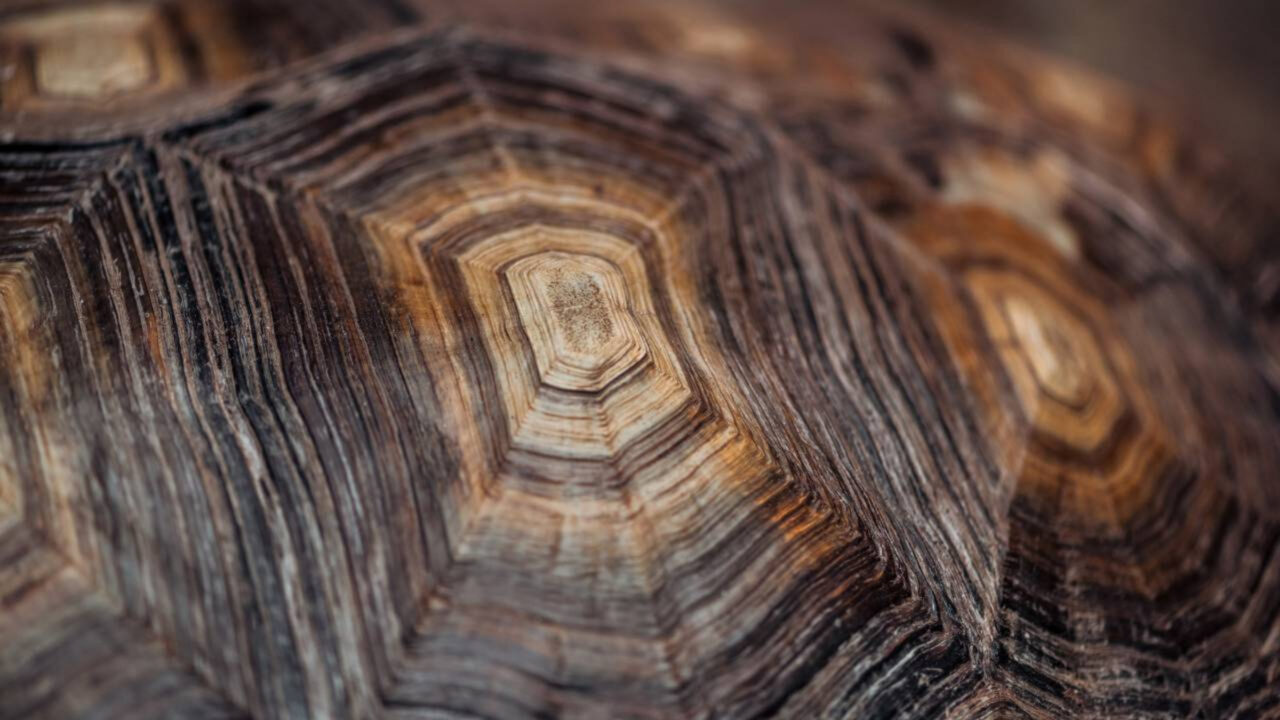O animal que vive sem oxigênio por horas está intrigando cientistas e pode mudar o que sabemos sobre a vida