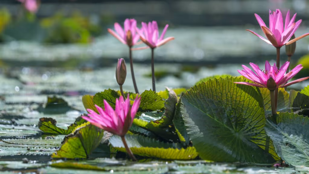 5 Plantas exóticas brasileiras que impressionam pela beleza e raridade