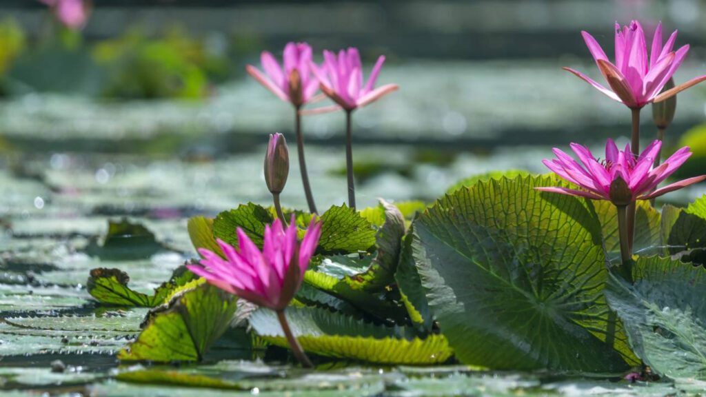 5 Plantas exóticas brasileiras que impressionam pela beleza e raridade