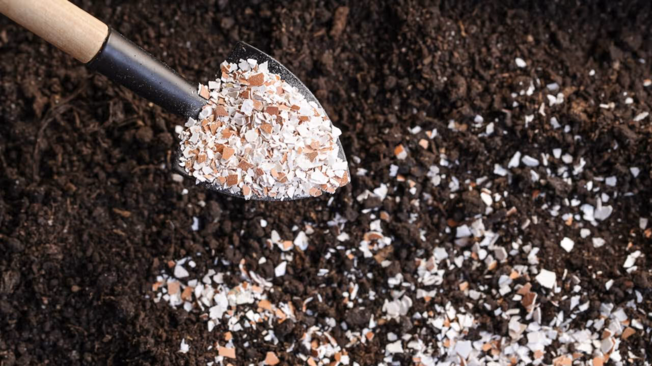 Adubo caseiro para frutíferas usado com apenas uma colher pode turbinar a produção de frutos