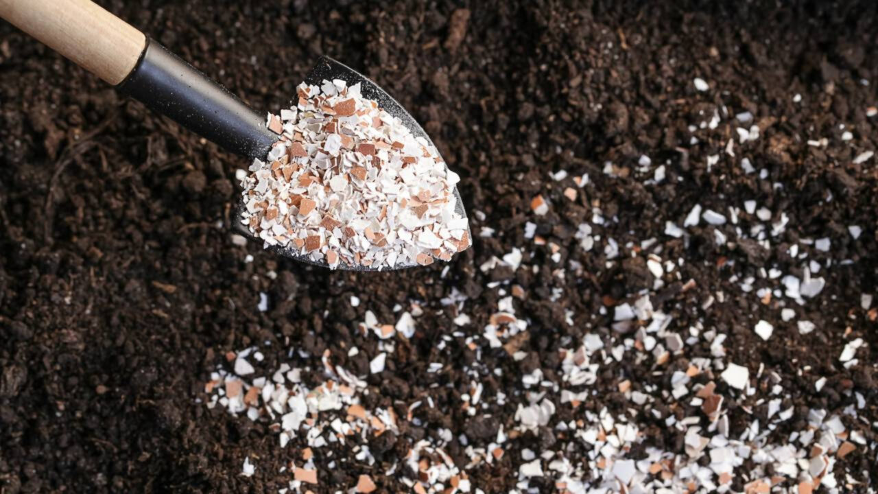 Adubo caseiro para frutíferas usado com apenas uma colher pode turbinar a produção de frutos