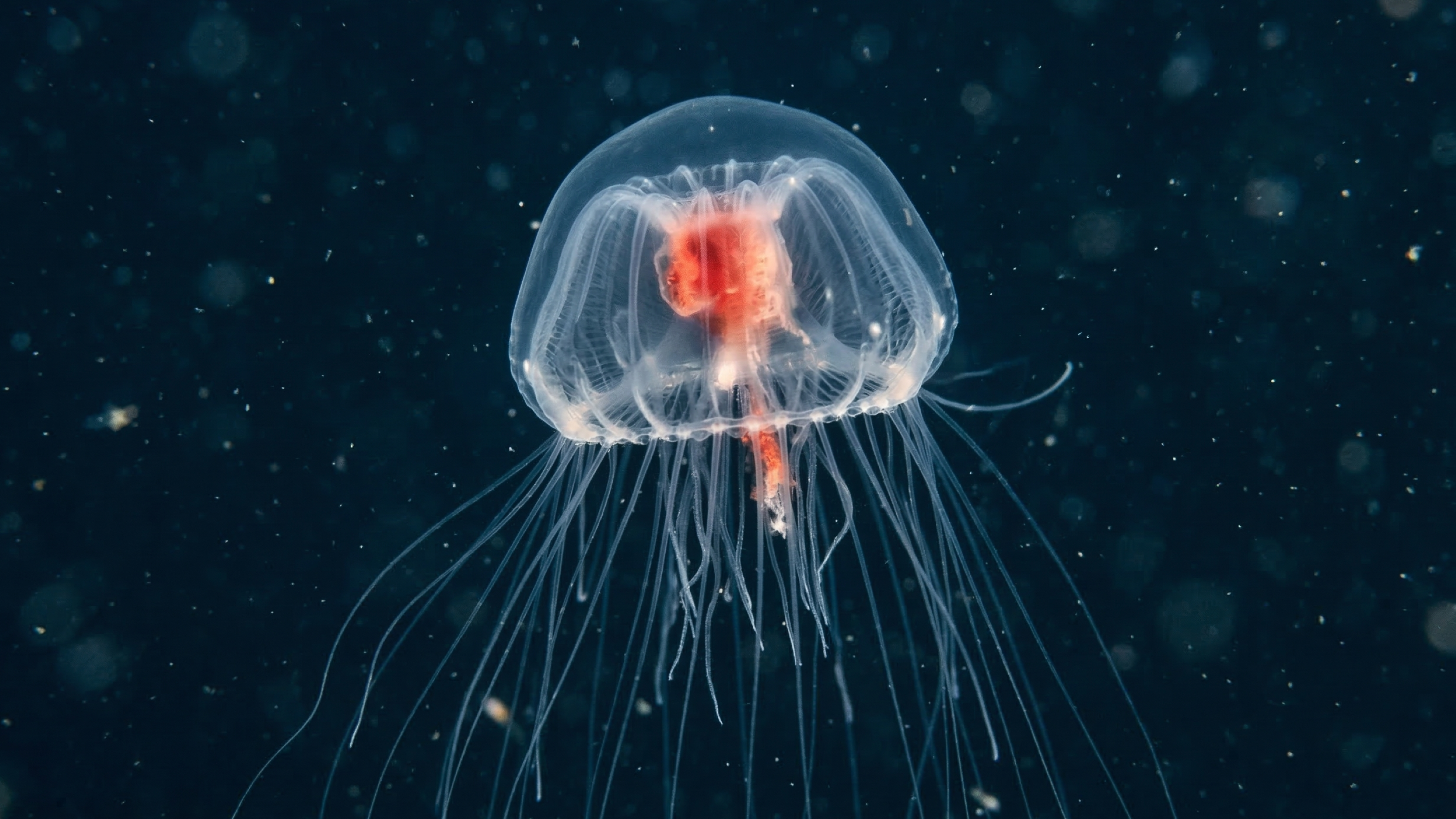 O animal que pode recomeçar a própria vida e virou um dos maiores mistérios da biologia marinha