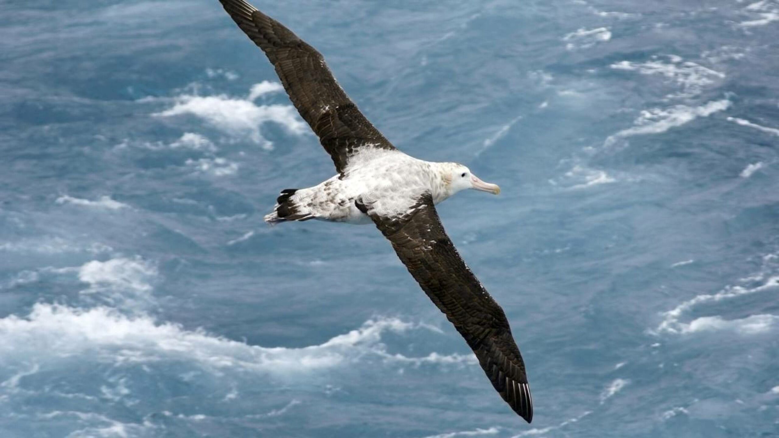 A maior ave migratória do mundo pode passar anos sem pousar em terra