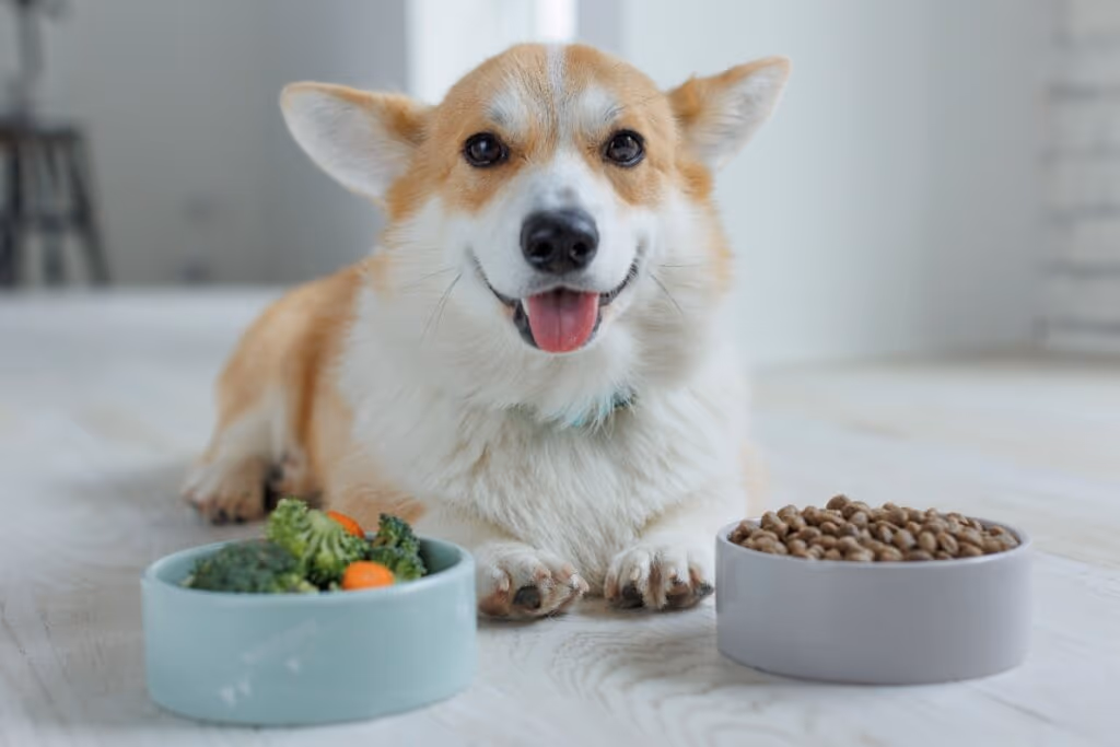 5 alimentos humanos proibidos para animais de estimação