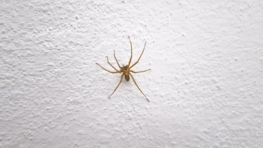 Como afastar aranhas de casa usando métodos naturais e simples