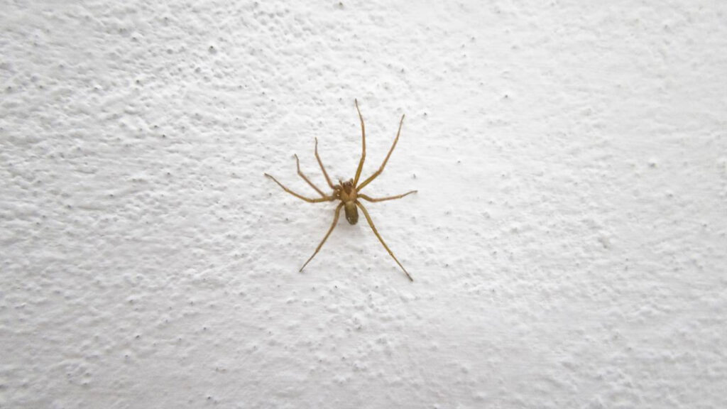 Como afastar aranhas de casa usando métodos naturais e simples