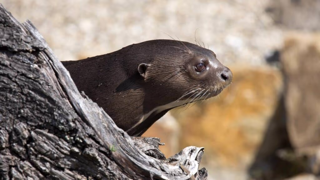 Por que ariranhas indicam que os rios brasileiros estão mais saudáveis