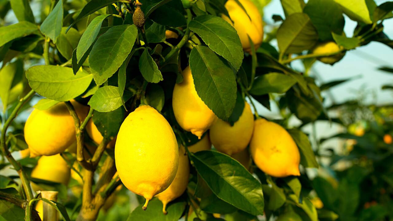 7 árvores frutíferas de pequeno porte ideais para cultivar no quintal de casa