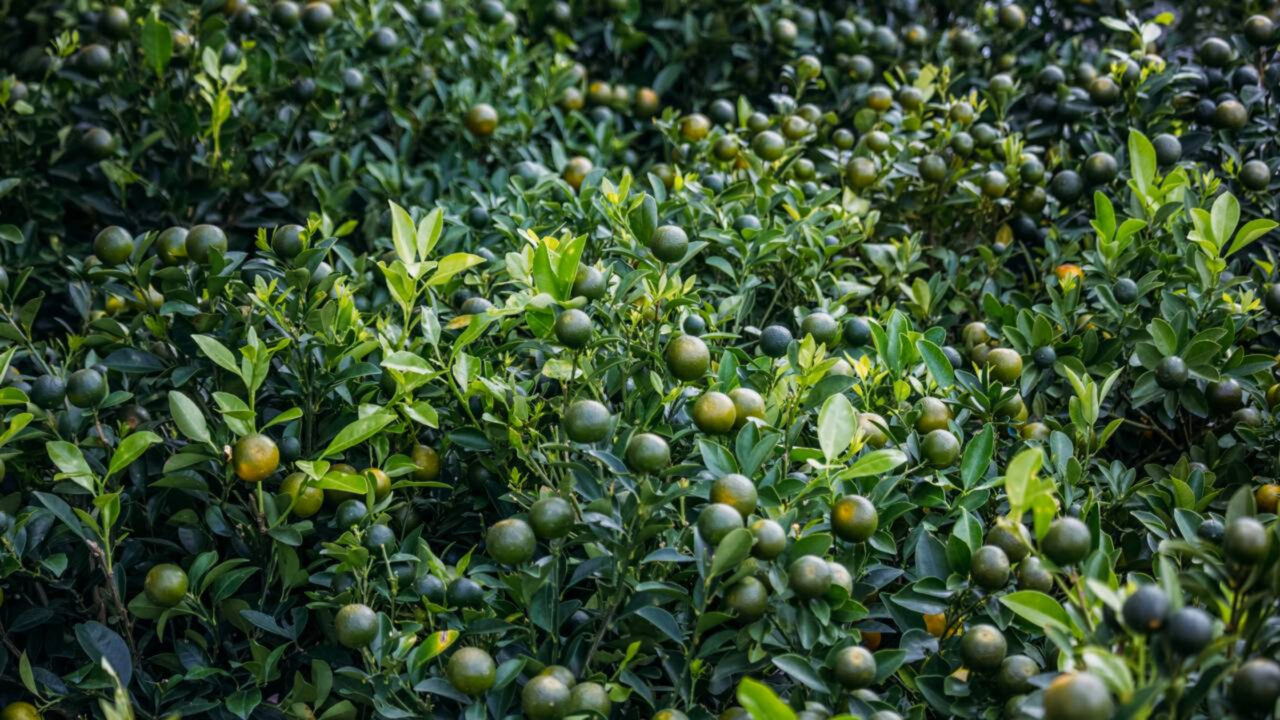 Limoeiro não produz? O que fazer para estimular a planta e finalmente ver o pé carregado de frutos