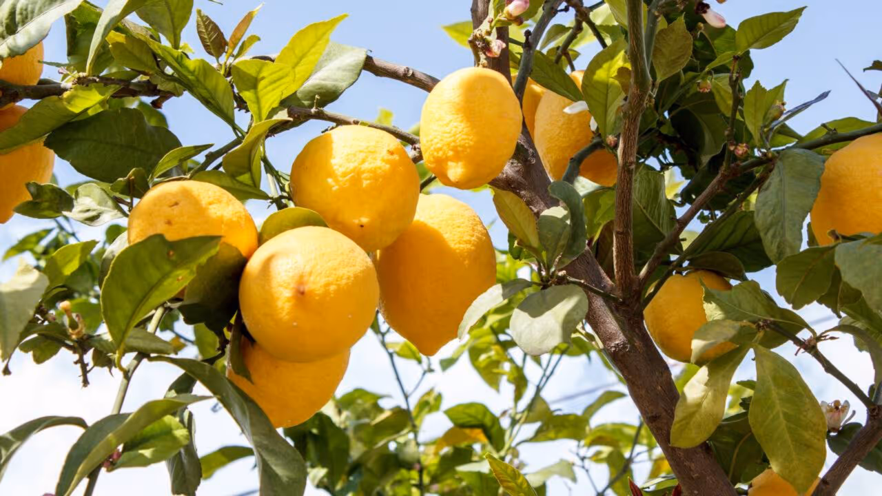 Limoeiro não produz? O que fazer para estimular a planta e finalmente ver o pé carregado de frutos