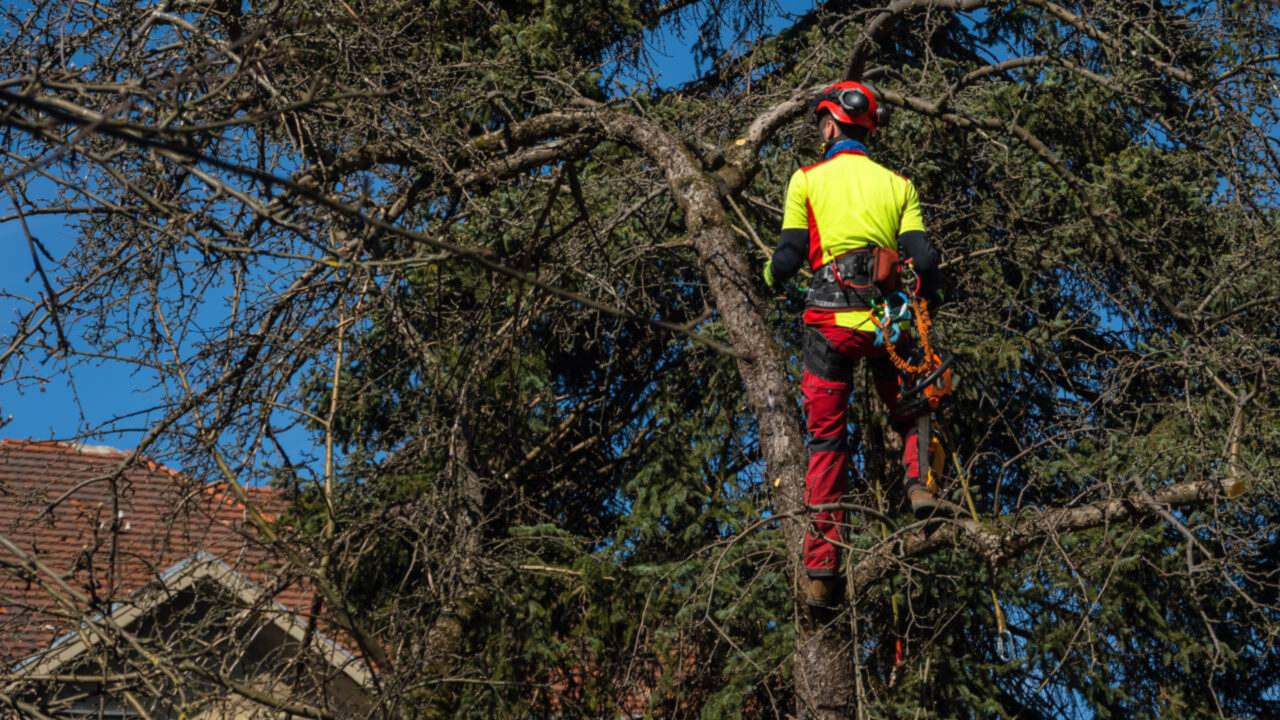 Árvore do vizinho invadindo meu terreno: o que a lei permite fazer nessa situação