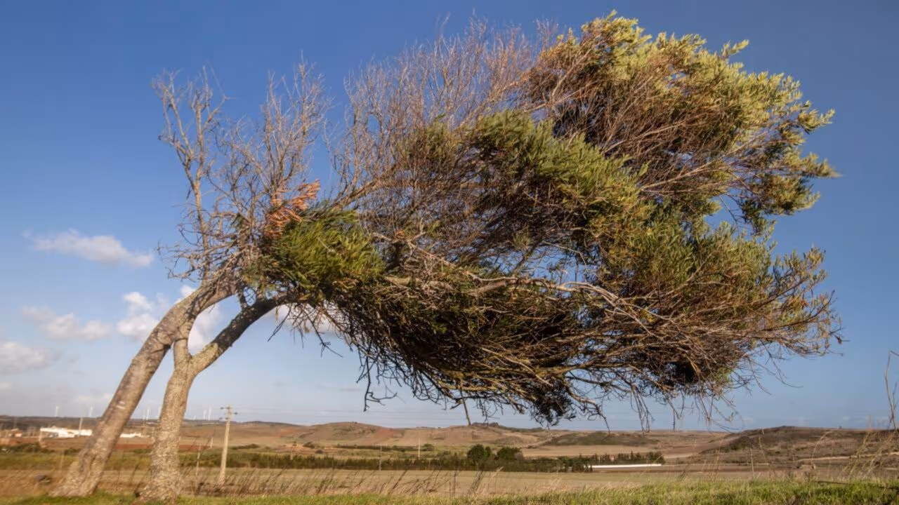 Por que árvores crescem tortas? O estranho motivo por trás desse fenômeno da natureza