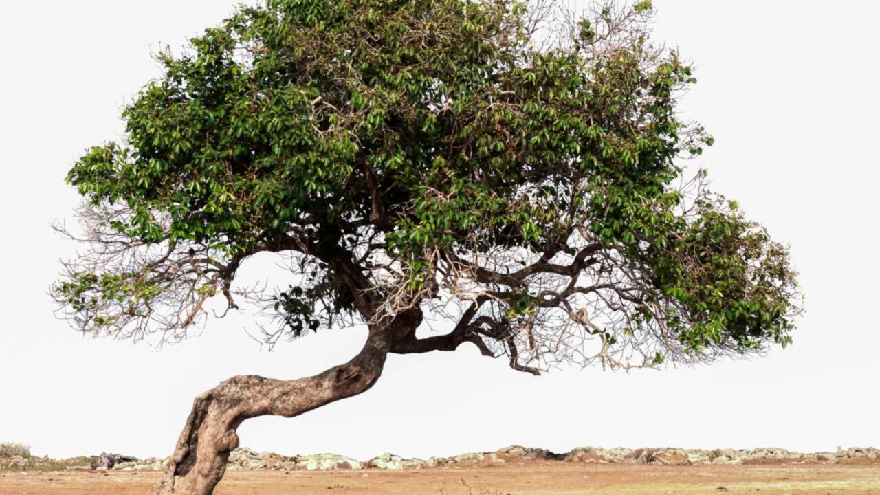 Por que árvores crescem tortas? O estranho motivo por trás desse fenômeno da natureza