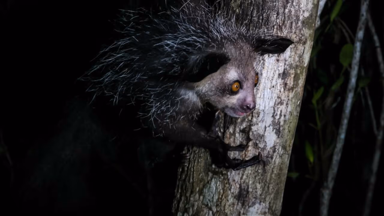 Aie-aie, o lêmure da “mão mutante” que choca a evolução