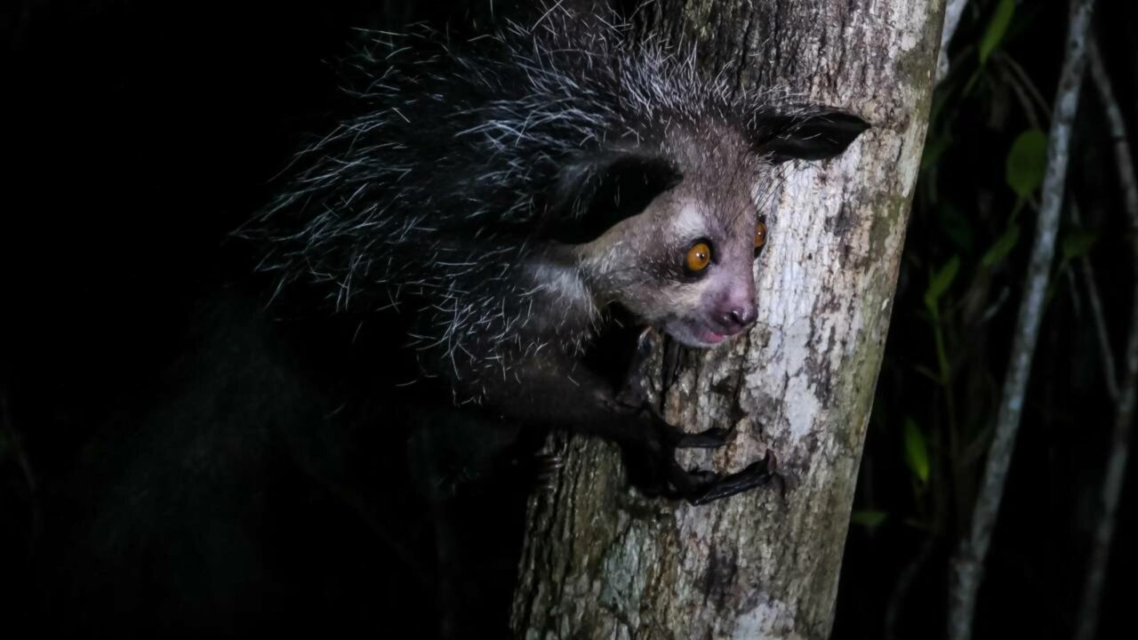 Aie-aie, o lêmure da “mão mutante” que choca a evolução