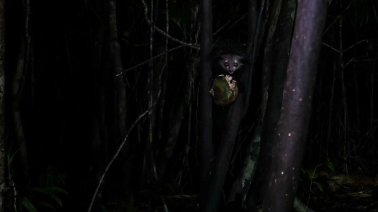 Aie-aie, o lêmure da "mão mutante" que choca a evolução