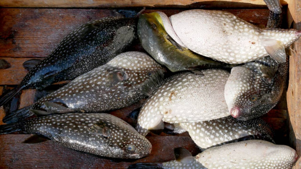 Comidas perigosas que podem matar e continuam sendo consumidas no mundo todo